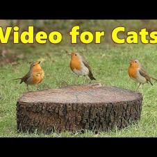 Videos for Cats ~ The Prettiest Birds for Cats to Watch ⭐ 8 HOURS ⭐