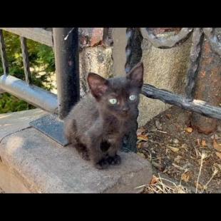 Hungry kittens living on the street are waiting for me every day