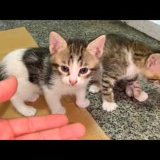 Cute games of energetic little kittens will brighten up your day