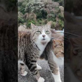 いつも仲良し、駐車場のキジ白猫コンビ #ImpressedCatVideo #catisland #Cat