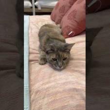 This Cat Took Over the Bed! 💥 Sweetness Crisis 😻 🐾#shorts #streetcat #kitten  #cat #adoptstrays