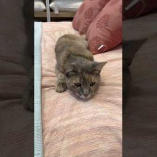 This Cat Took Over the Bed! 💥 Sweetness Crisis 😻 🐾#shorts #streetcat #kitten  #cat #adoptstrays