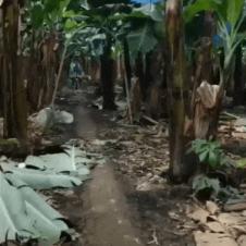 바나나 농장 운반방법