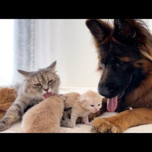 My Dog ​​Helps Mom Cat Babysit Tiny Kittens