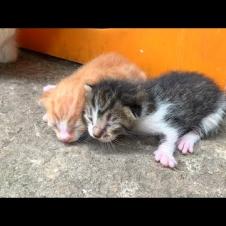 Mother cat forcefully cleans her hungry kittens, very cute