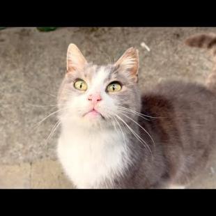 I feed Princess Smoke cat and her cat friends who are waiting for me for food