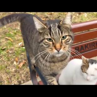 I form a friendly bond with the innocent homeless stray cats I encounter in the park.