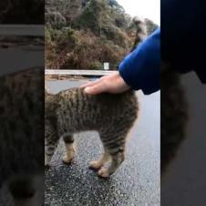 頭を撫でると飛び上がって喜ぶ子猫が可愛過ぎる Tiny cat that stood up with joint when touched his head is so cute.