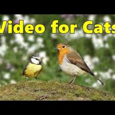 Cat TV to Relax My Cat ~ Birds in The Woods by Paul Dinning ⭐ 8 HOURS ⭐