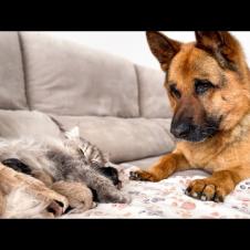 Gentle Giant Watches Over Nursing Mama Cat and Her Kittens
