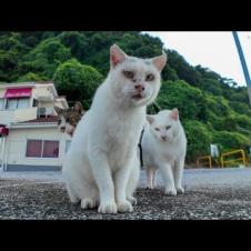 人慣れしてない白猫軍団、λ模様の猫の後ろに隠れてモジモジする姿が可愛すぎる