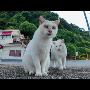 人慣れしてない白猫軍団、λ模様の猫の後ろに隠れてモジモジする姿が可愛すぎる