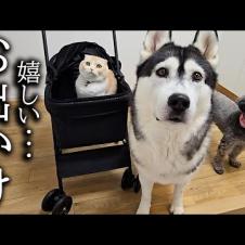 初めて犬と猫を連れて紅葉を見に行ったら楽しすぎてこうなりました