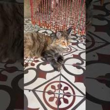 Master of Meats: Butcher Cat in Resting Mode 😼🔥#shorts#kitten #cat #catlove #cute #animals