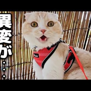 プールが楽しすぎて帰りたくない猫に異変が...