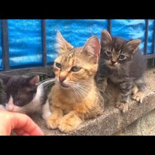 Hungry kittens are forced to drink milk from mother cat, they are so cute