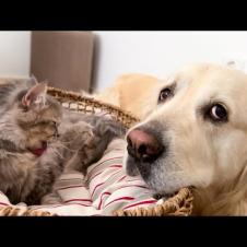 Golden Retriever is Expecting the birth of Baby Kittens from a Pregnant Cat