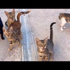 Hungry kittens and mother cat surrounded me, meowing