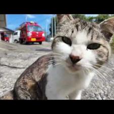 【今週のボツ動画】今週撮った未公開猫動画まとめて公開-佐賀県編-unreleased video of this week-2025/4/5w