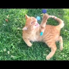 Funny orange cat loves to play, very cute