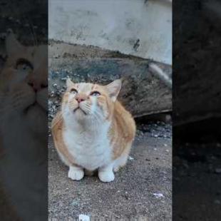  #ImpressedCatVideo #catisland #猫島