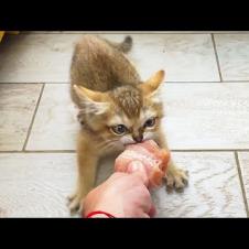 БАРХАННЫЕ КОТЯТА ВЫПРАШИВАЮТ МЯСО / Обзор Roborock Qrevo C