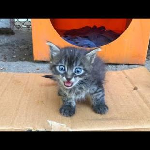 🐱 Little Cats Left on the Street Are Looking for Their Mothers… Tender Moments Warm Hearts 😿