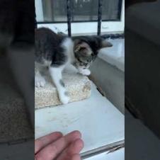 Kitten; high five #short #kitten #cat #catlove #cute #animals  #catvideo #kitty #animallove