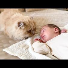 Cat Reacts to Sleeping Newborn Baby