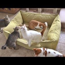 Outdoor Cats Get Surprised By A Giant Bed