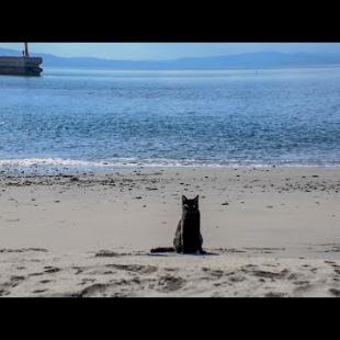 海辺の黒猫ちゃん