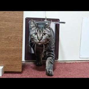 【猫旅館】朝5時から9時まで部屋に起こしに来る猫たちを撮ってみました