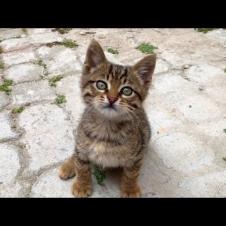 🤣🐾 Meet Europe's Playfulest Cat – You'll Laugh Out Loud!