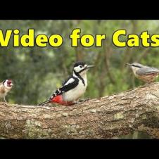 Cat TV for Cats to Watch 🌸 Birdwatching for Cats