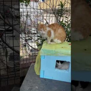 I visit cute street cats in their homes #shorts #kitten #cat #cats #catsofyoutube #animals #cute