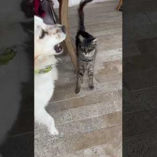 Friendly dog ​​finally manages to befriend cat #shortsvideo #cat #cats #kitten #dog #cute