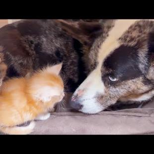 ПУМЫЧ ИГРАЕТ С ХВОСТОМ / Мейн-кун Мурка родила / Котята заняли лежанку Фроста / Минипиг завис