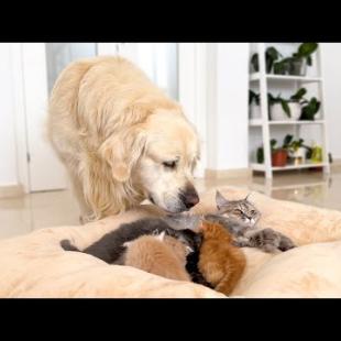 Funny Dog Reacts to Tiny Kittens in his Bed