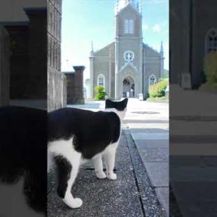 潜伏キリシタン猫!? 神聖すぎるミサへの道