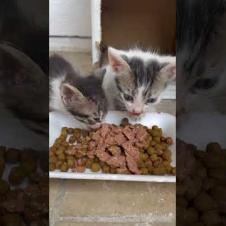 A Little Hope for Little Kittens Starving on the Street 🌟🐱😿#shorts #cats  #kitten #cute  #catvideo