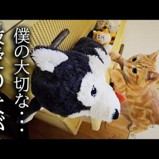 ぬいぐるみをタンスに片付けたら子猫と兄猫が大変ことに...