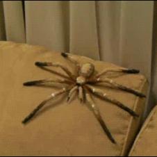 Spider-couch-prank