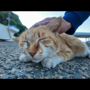 顔を見るといつもモフられにくる漁港の猫ちゃんがかわい過ぎる