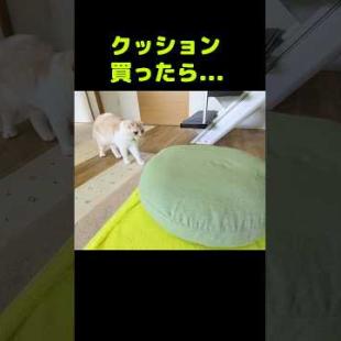 クッション買ったら猫が自分のだと思って...笑#shorts