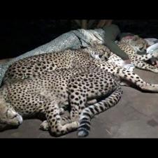Do Cheetahs Prefer Cold Hard Concrete Or Warm Blankets Pillow & A Friend? | Three BIG CAT Night