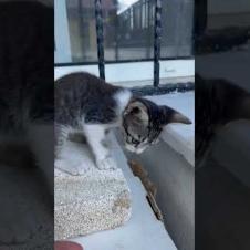 Cuteness Explosion! 🐱💕 Playtime with Kitten#shorts #kitten #cat #catlove #cute #animals#strayanimals