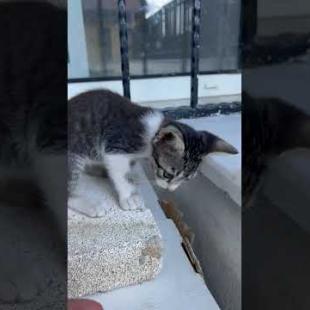 Cuteness Explosion! 🐱💕 Playtime with Kitten#shorts #kitten #cat #catlove #cute #animals#strayanimals