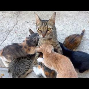 Homeless mother cat's love for her kittens will warm your heart