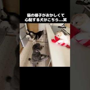 猫の様子がおかしくて心配して助けようとする犬がこちら...#shorts