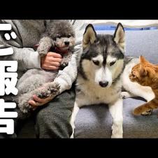 散歩中に絡まれて因縁をつけられました...